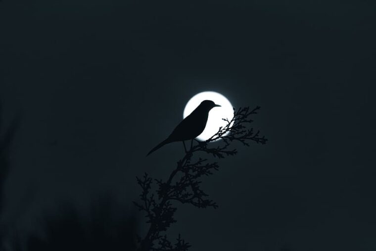 നിലാപക്ഷി