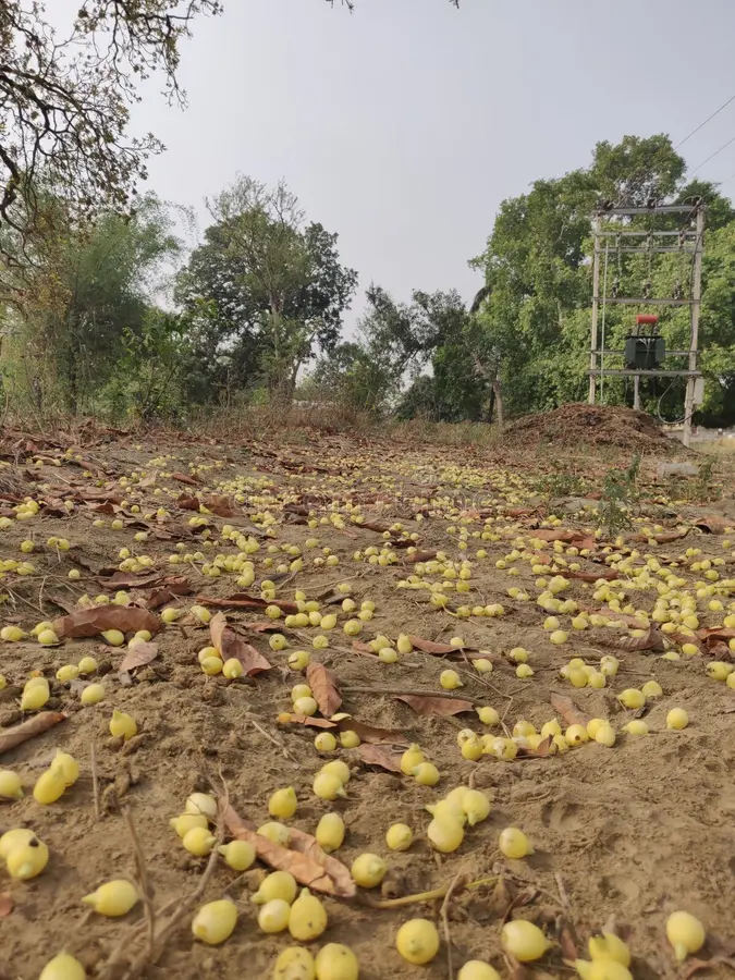മഹ്‌വാ പൂക്കൾ പൊഴിയുമ്പോൾ
