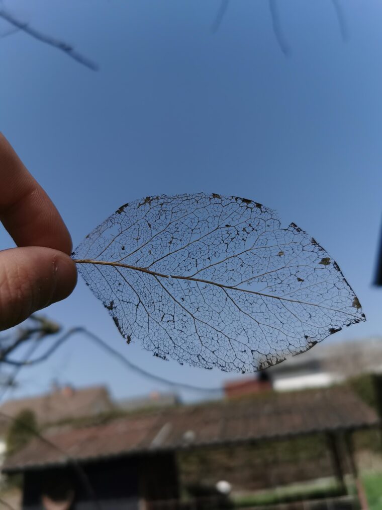 ഇലഞെരമ്പുകൾ